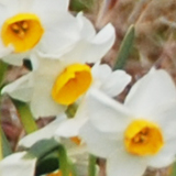 スイセンの写真